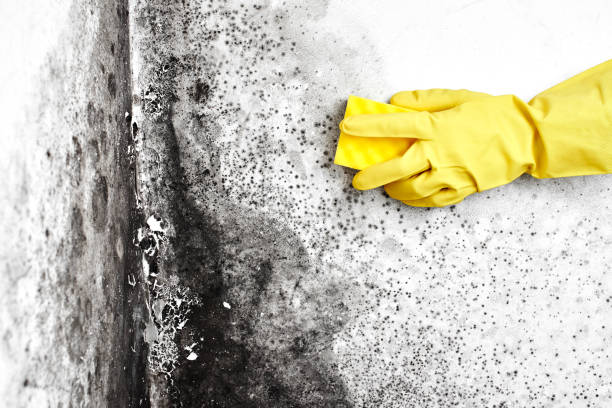 Best Mold Damage Repair  in Ocean Bluff Brant Rock, MA