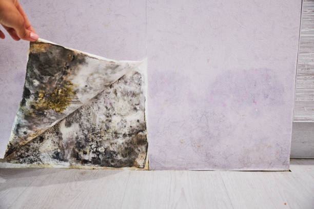 Best Toxic Mold Removal  in Ocean Bluff Brant Rock, MA